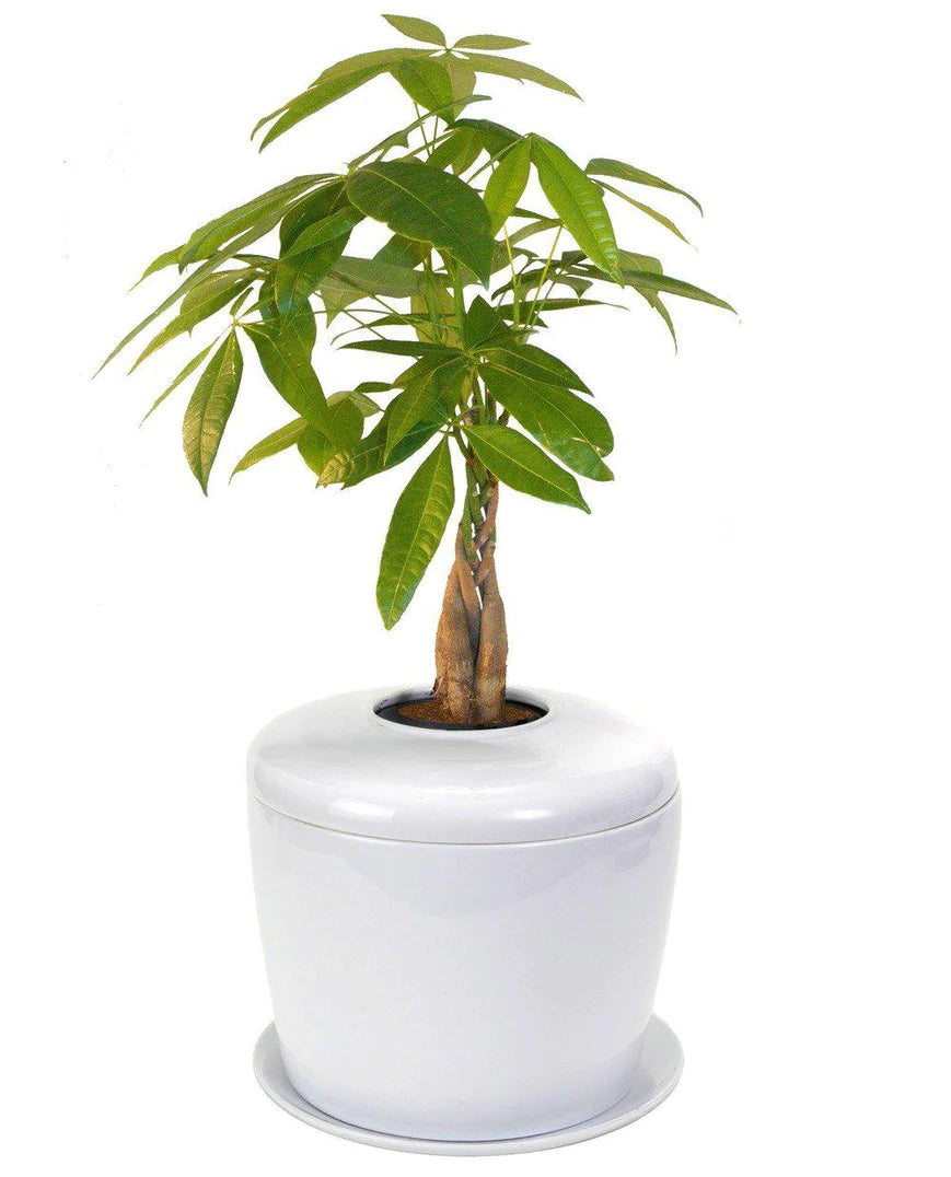 Living Urn Planter + Braided Money Tree