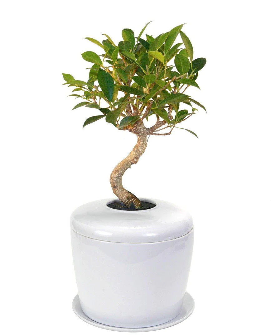 Living Urn Planter + Ficus Retusa Tree