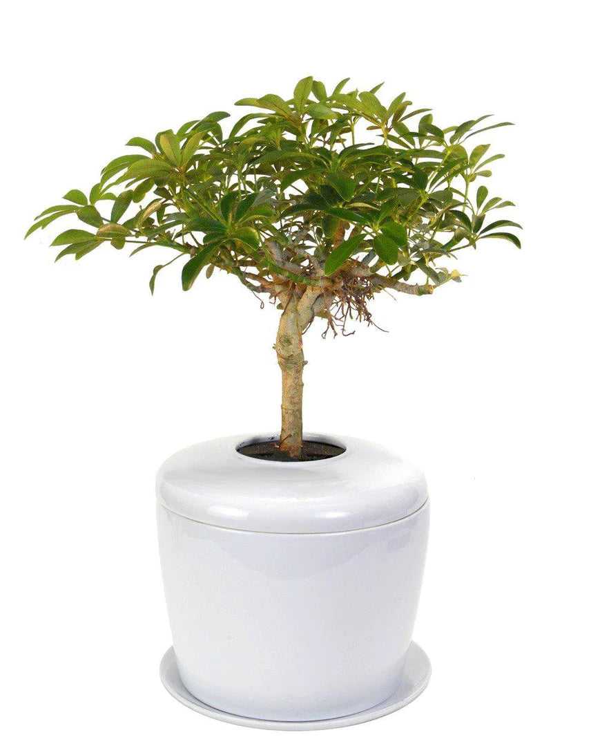 Living Urn Planter + Hawaiian Umbrella Tree