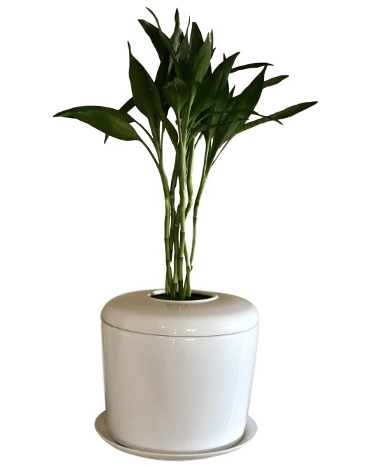 Living Urn Planter + Lucky Bamboo