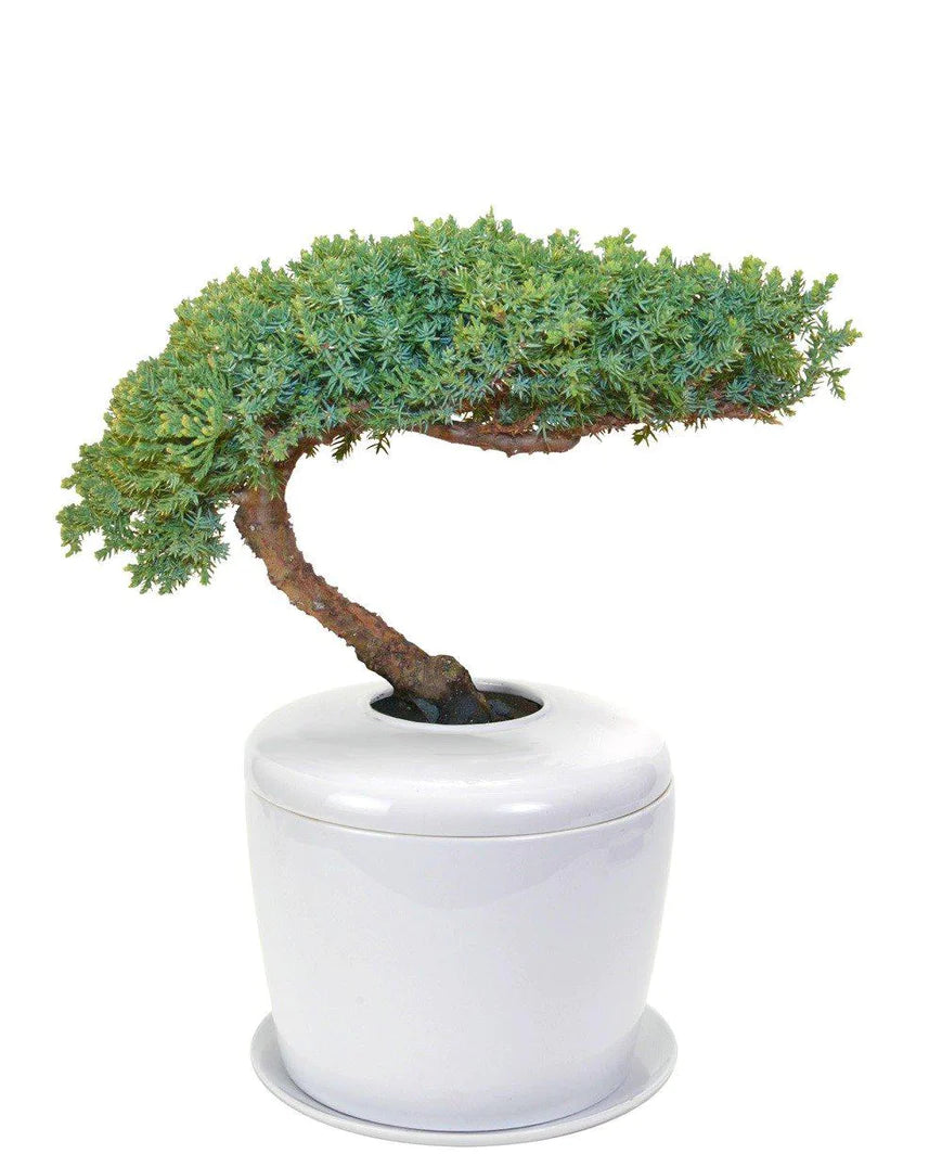 Living Urn Planter + Windswept Juniper Tree