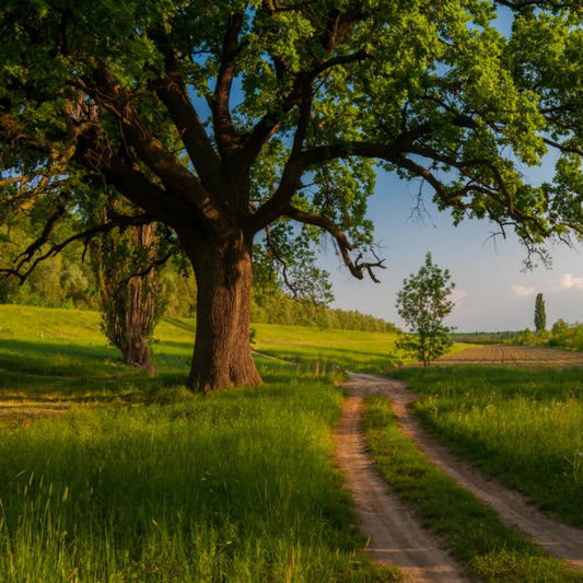 Willow Oak Tree