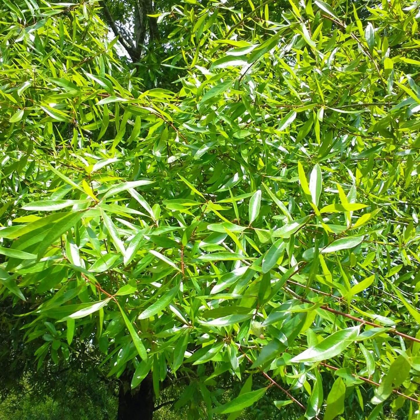 Willow Oak Tree