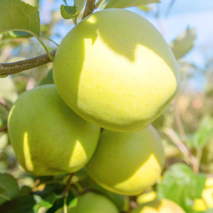 Yellow Delicious Apple Tree