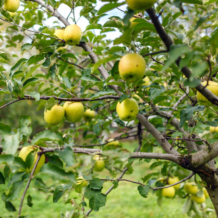 Yellow Delicious Apple Tree