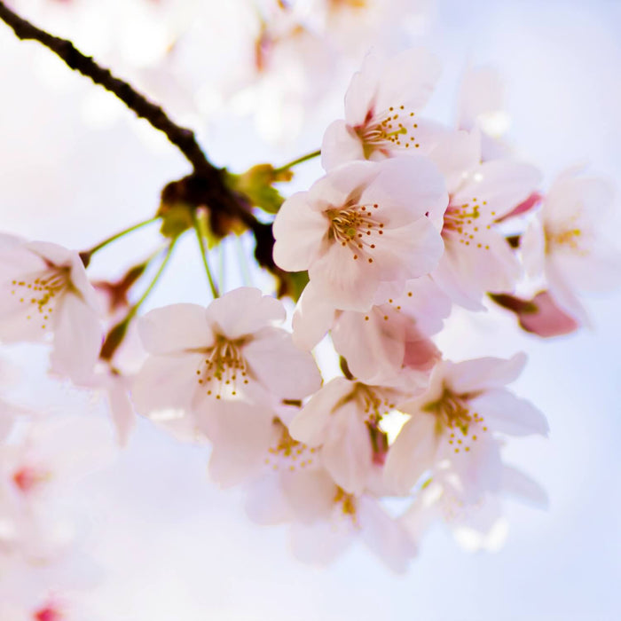 Yoshino Flowering Cherry Tree