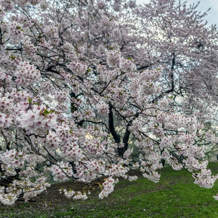 Yoshino Flowering Cherry Tree