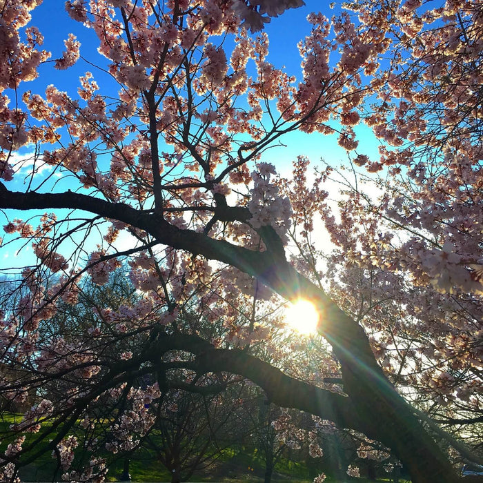 Yoshino Flowering Cherry Tree