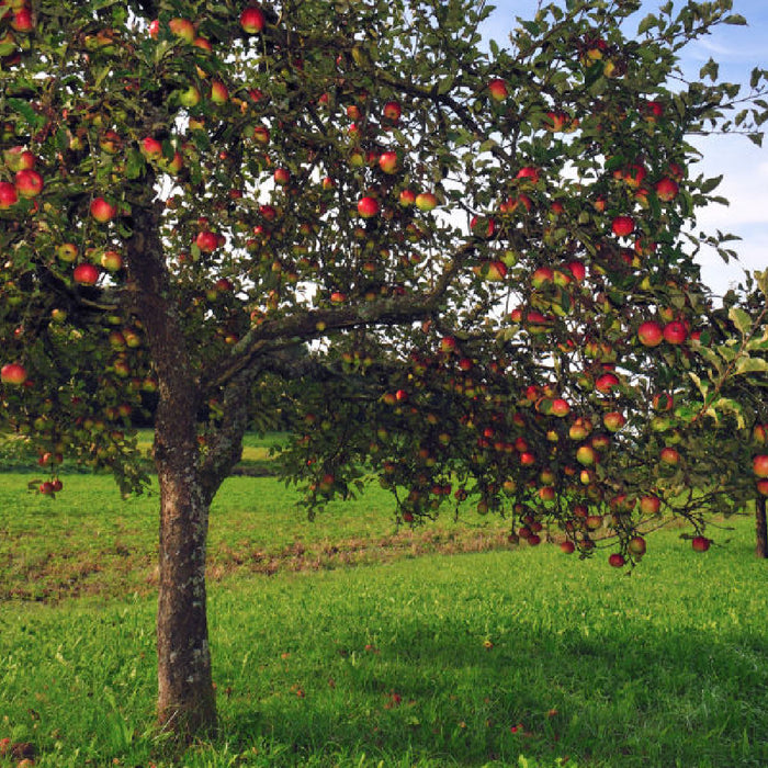 Red Delicious Apple Tree