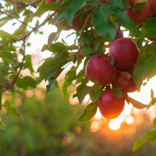 Red Delicious Apple Tree