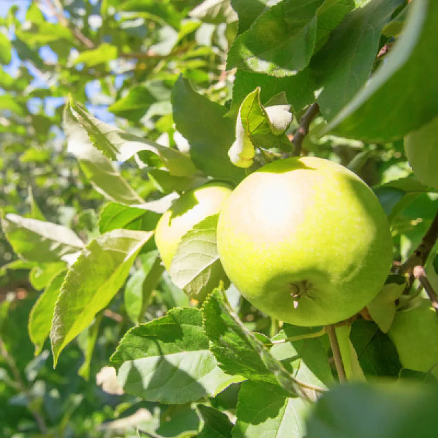 Yellow Delicious Apple Tree