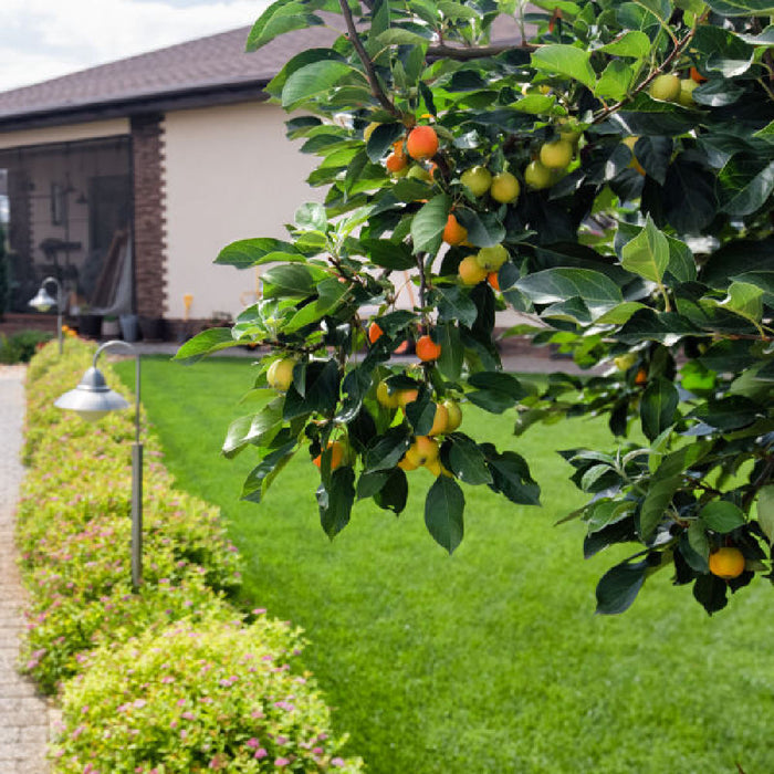 Red Delicious Apple Tree