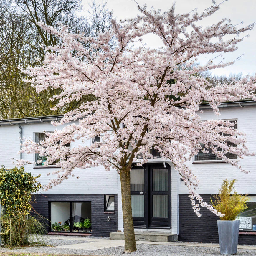 Autumnalis Flowering Cherry Tree