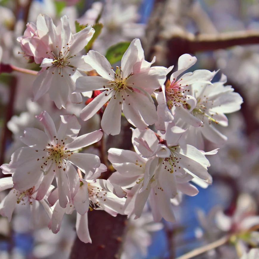 Autumnalis Flowering Cherry Tree