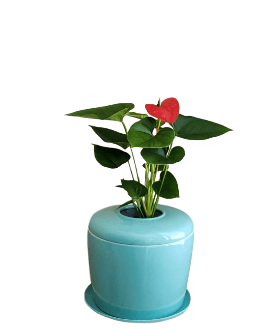 Living Urn Planter + Flamingo Flower (Red)