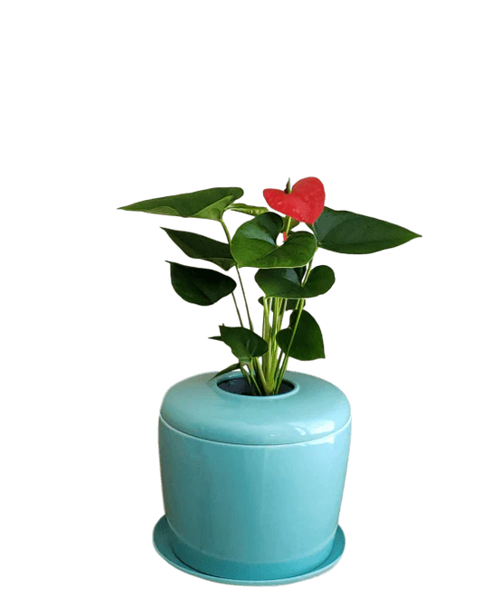 Living Urn Planter + Flamingo Flower (Red)