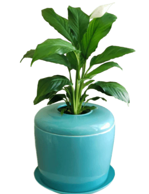 Living Urn Planter + Peace Lily