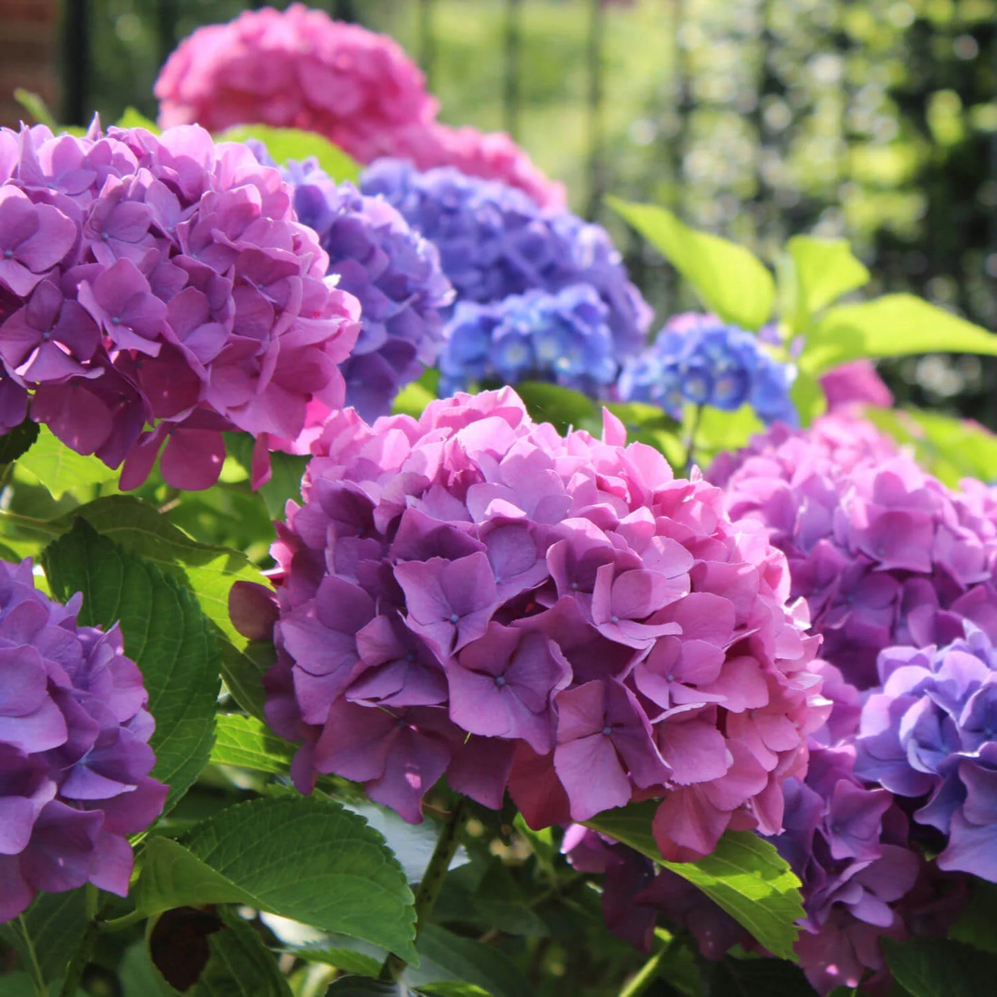 Hydrangea Shrub