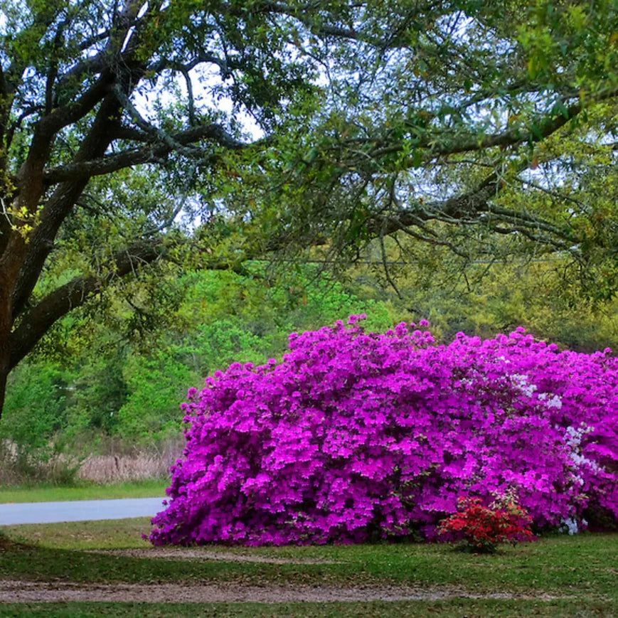 Formosa Azalea (Lavender) Shrub