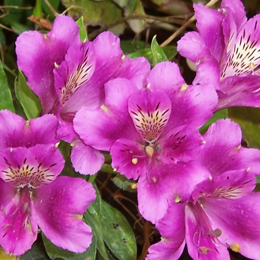 Formosa Azalea (Lavender) Shrub