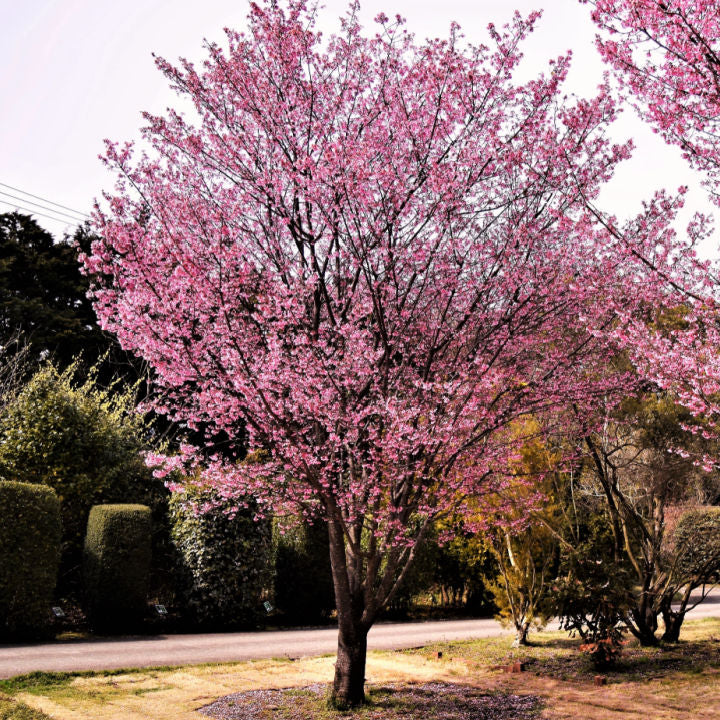 Okame Flowering Cherry Tree