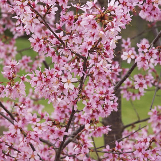 Okame Flowering Cherry Tree