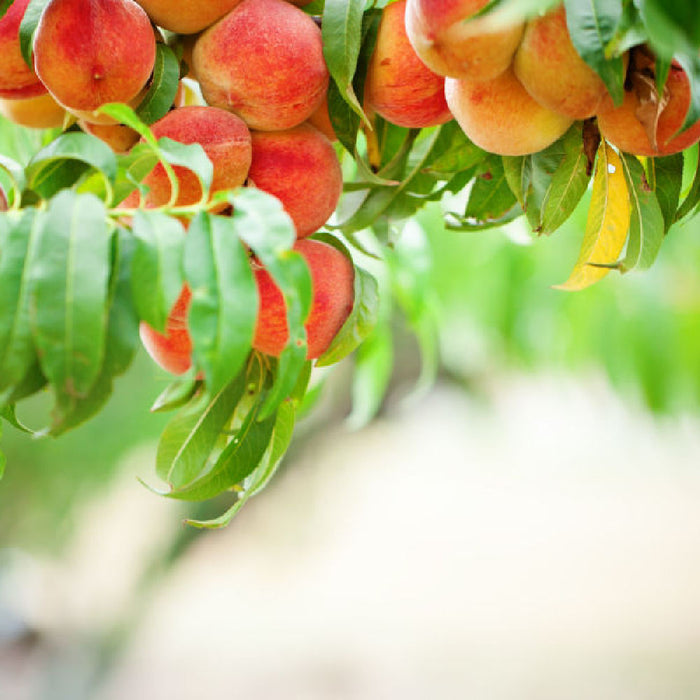 Red Haven Peach Tree