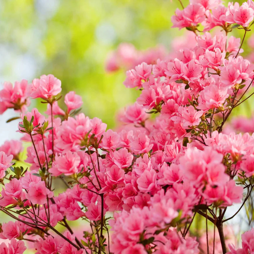 Formosa Azalea (Pink) Shrub