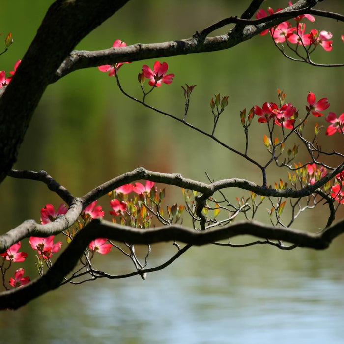 Pink Dogwood Tree