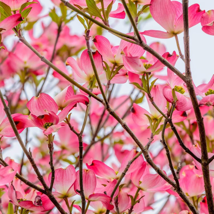 Pink Dogwood Tree