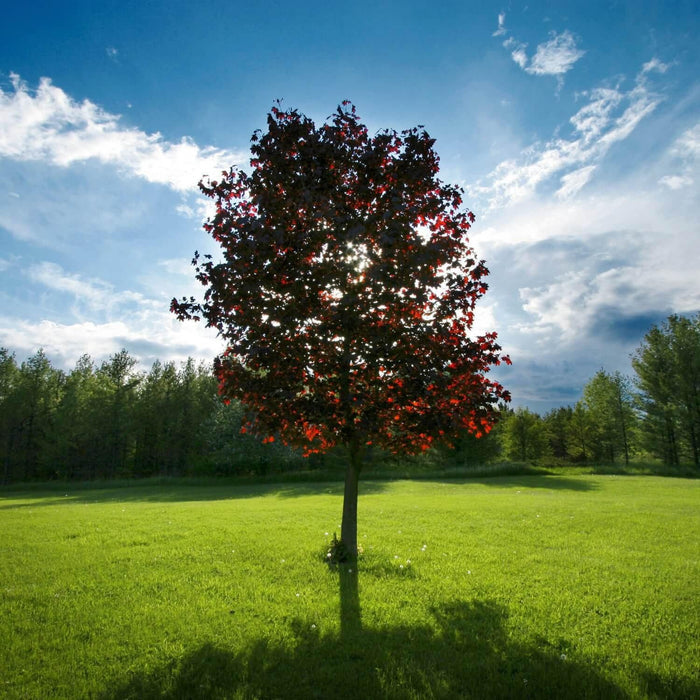 Red Maple Tree