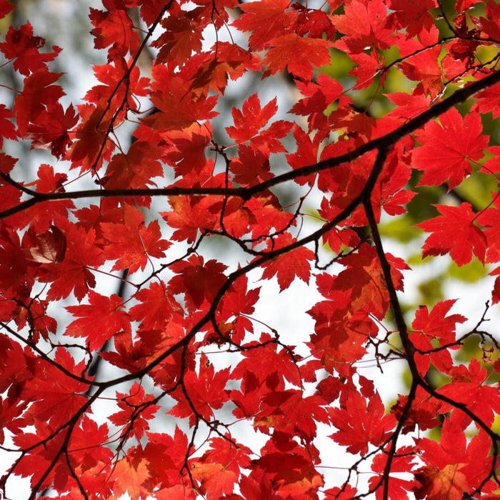 Red Maple Tree