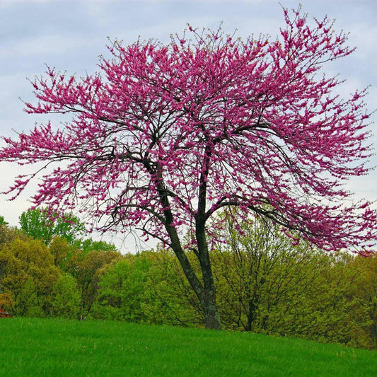 Eastern Redbud Tree