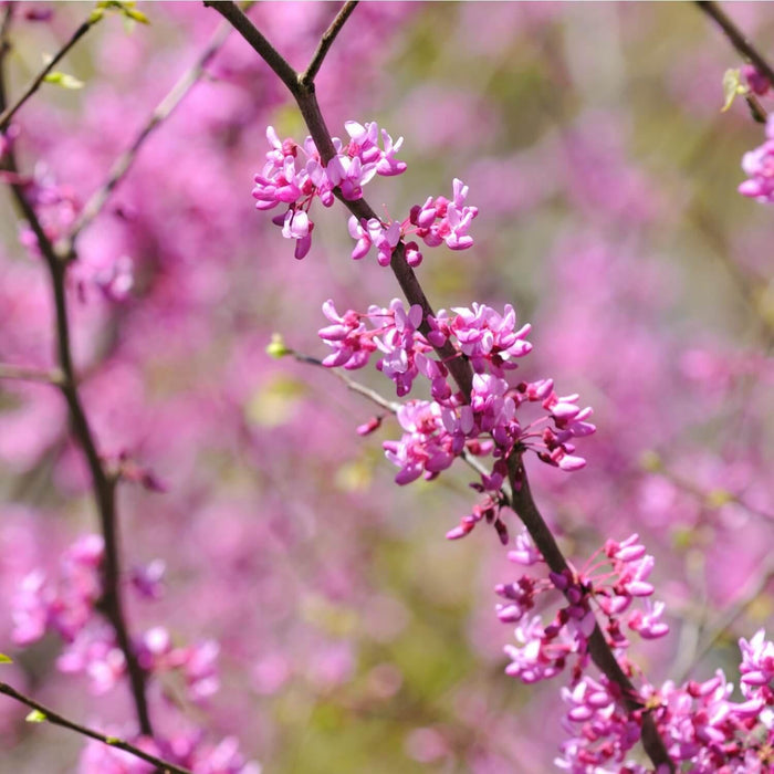 Eastern Redbud Tree