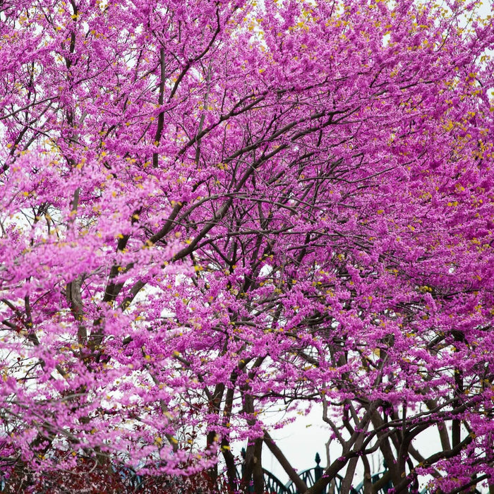 Eastern Redbud Tree