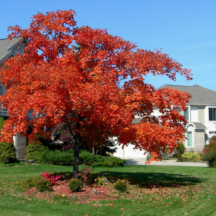 Red Maple Tree