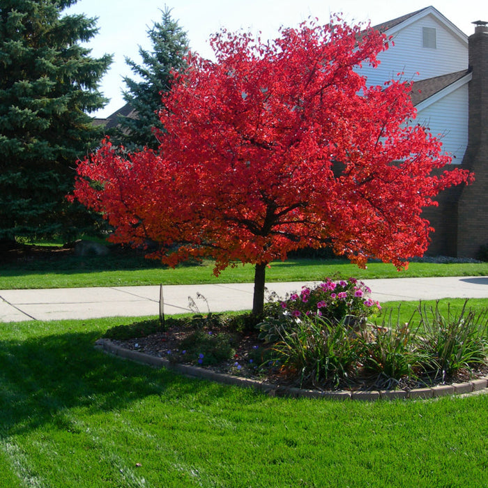 Red Maple Tree