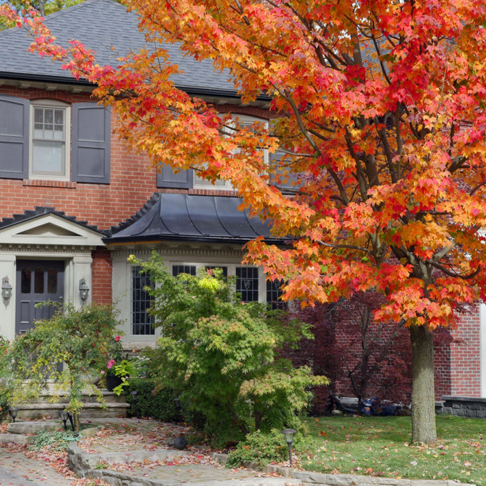 Red Maple Tree