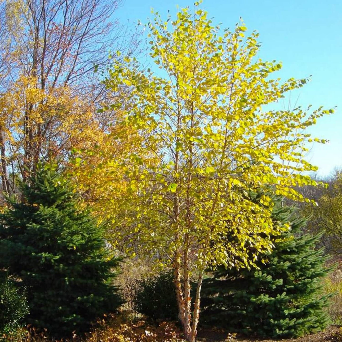 River Birch Tree