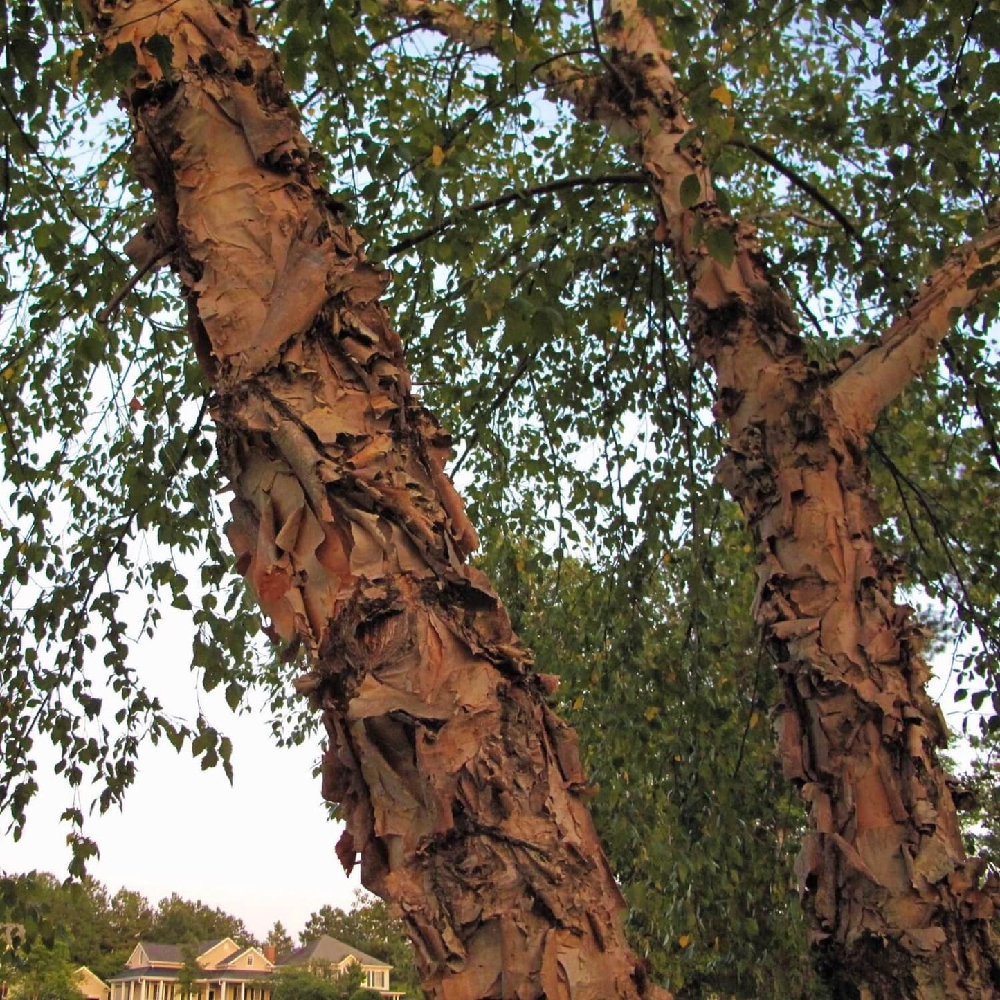 River Birch Tree