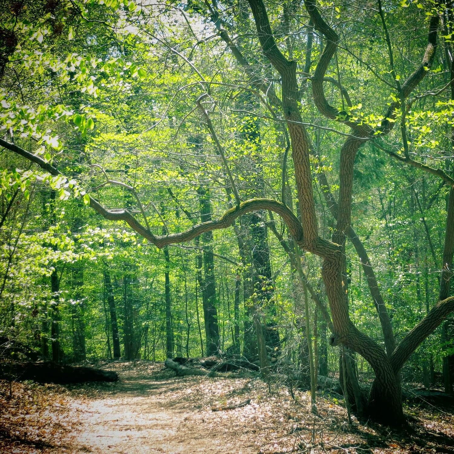 Sourwood Tree