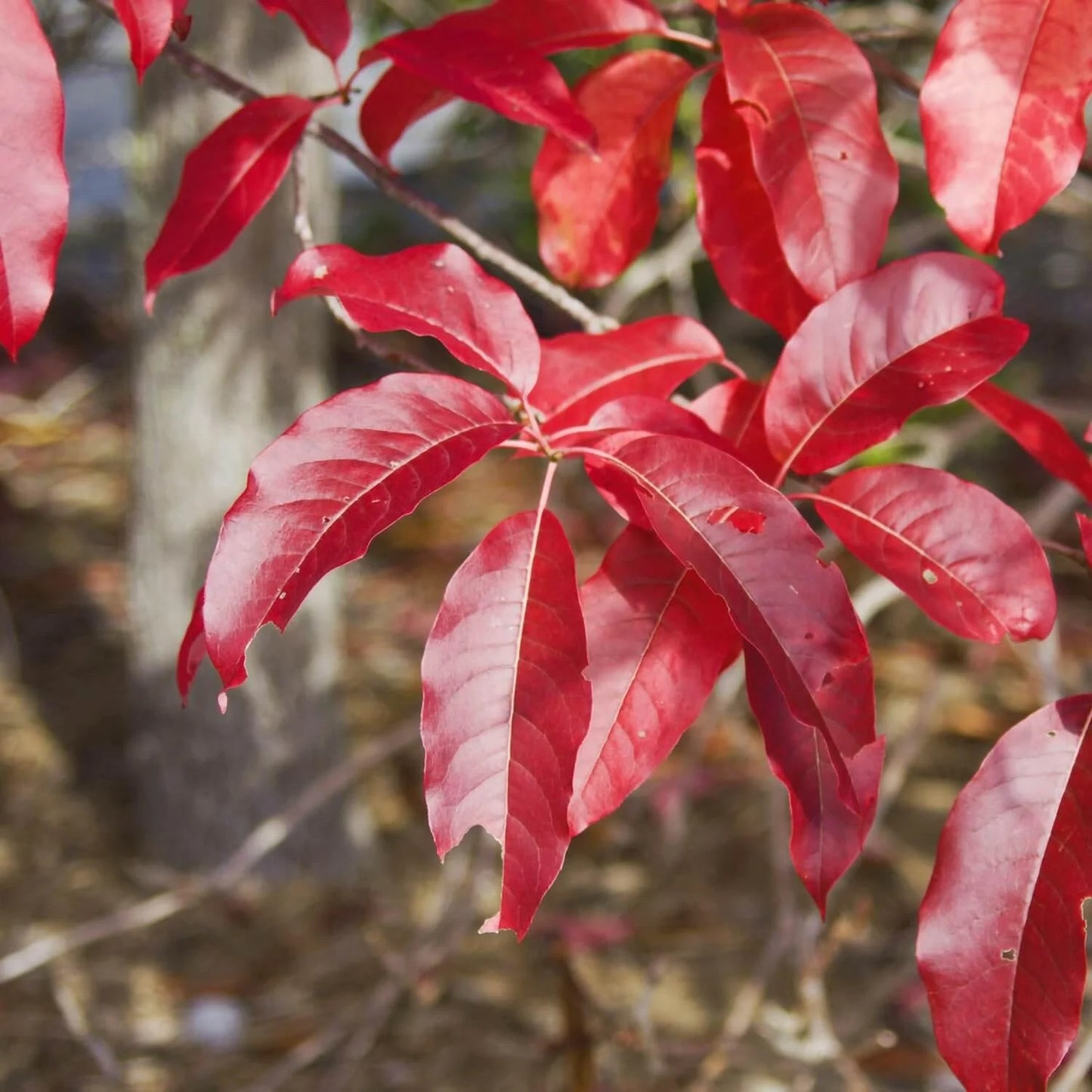 Sourwood Tree