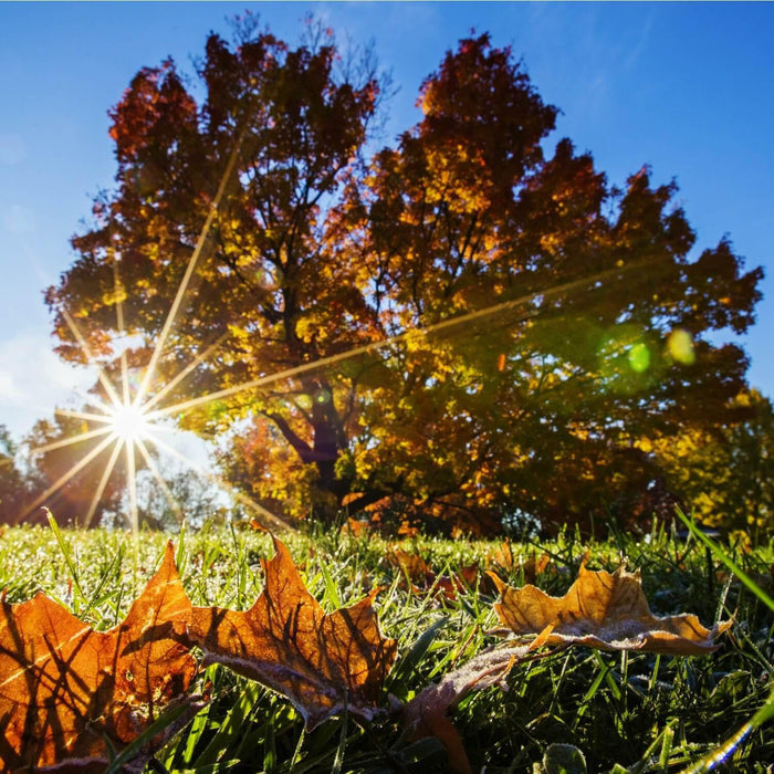 Sugar Maple Tree