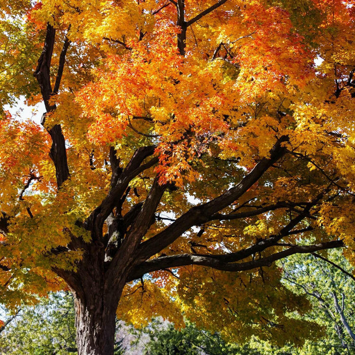 Sugar Maple Tree