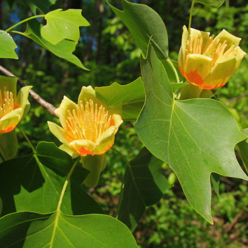 Tuliptree