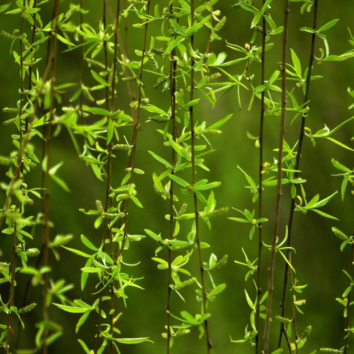 Weeping Willow Tree