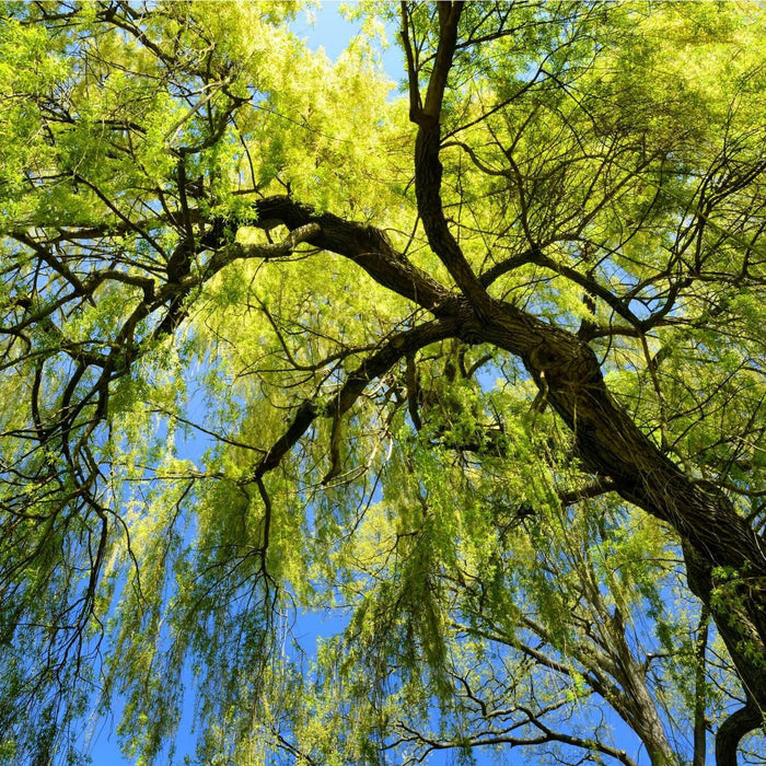 Weeping Willow Tree