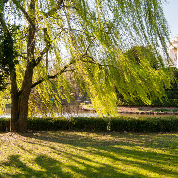 Weeping Willow Tree