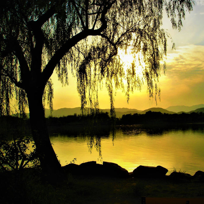 Weeping Willow Tree