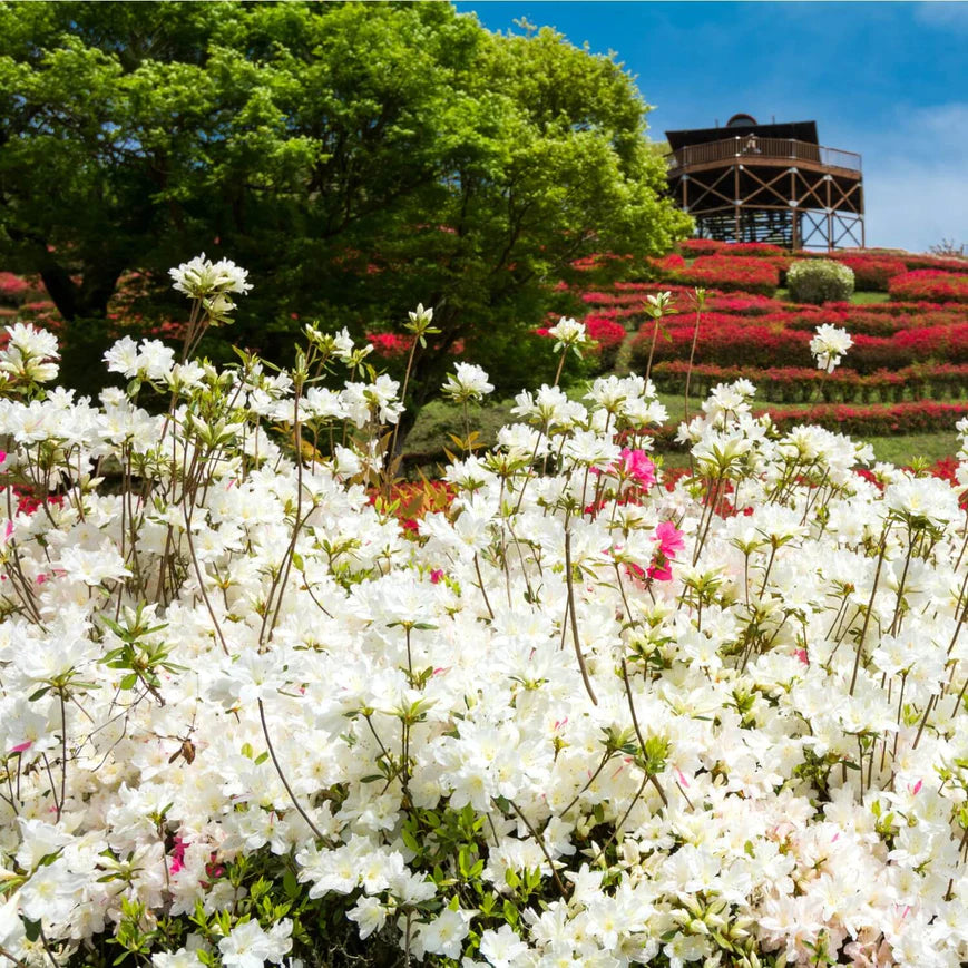 Formosa Azalea (White) Shrub